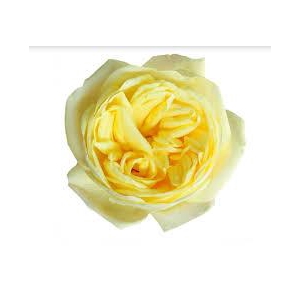 R Gr Sunny Xpression Yellow 50cm  EC