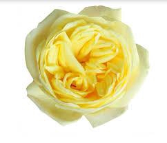 <h4>R Gr Sunny Xpression Yellow 50cm  EC</h4>