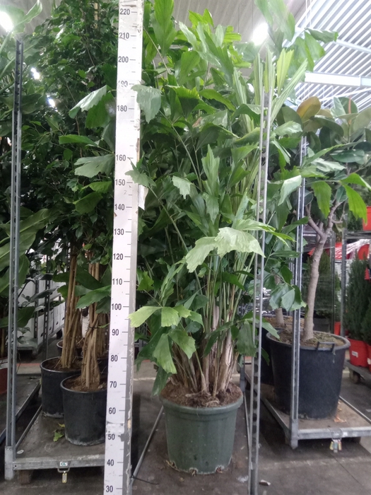 <h4>Caryota mitis</h4>