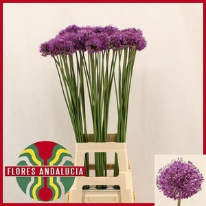 Allium Gladiator 90cm