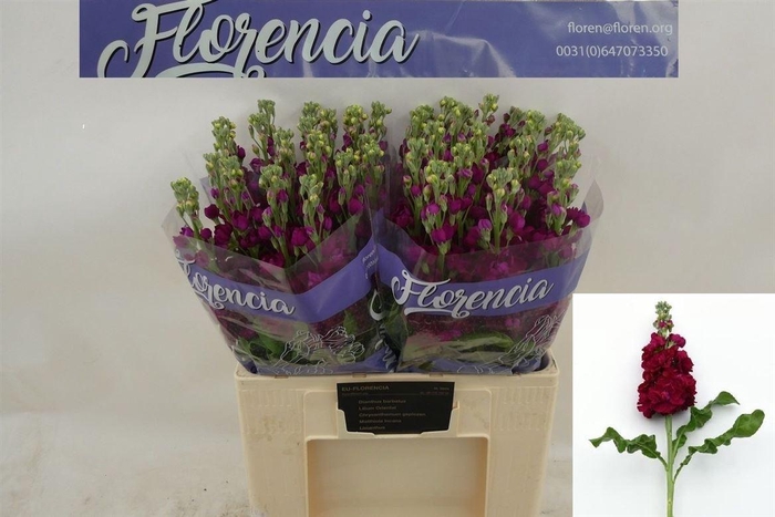 <h4>Matth Francesca N L</h4>