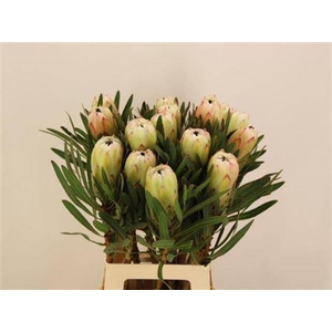 Protea White Night