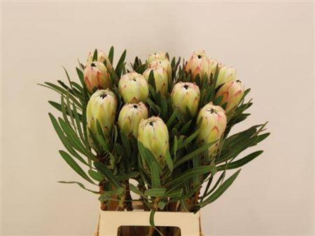 <h4>Protea White Night</h4>
