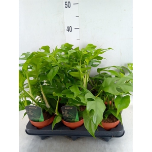 Rhaphidophora tetrasperma