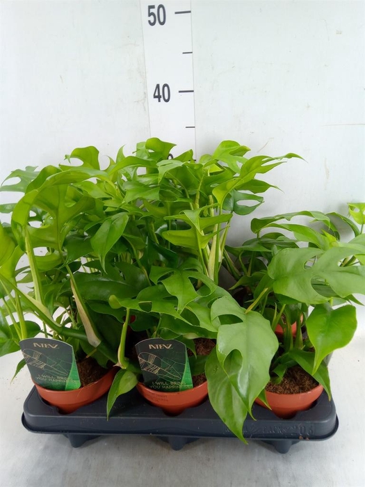 <h4>Rhaphidophora tetrasperma</h4>