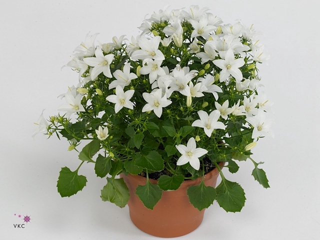 Campanula Starina White Springbell