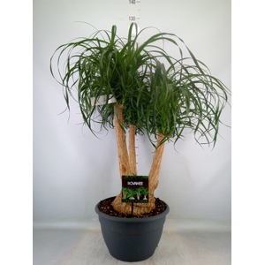 Beaucarnea recurvata