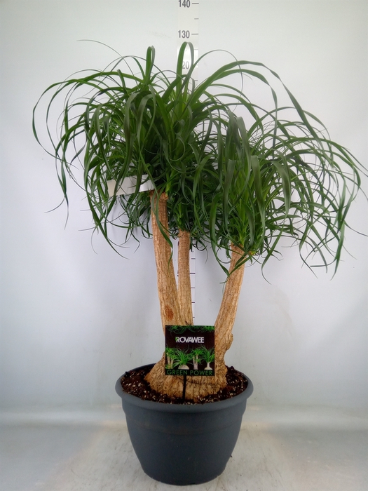 <h4>Beaucarnea recurvata</h4>