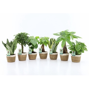 Easy to Care Mix in Noah Korb