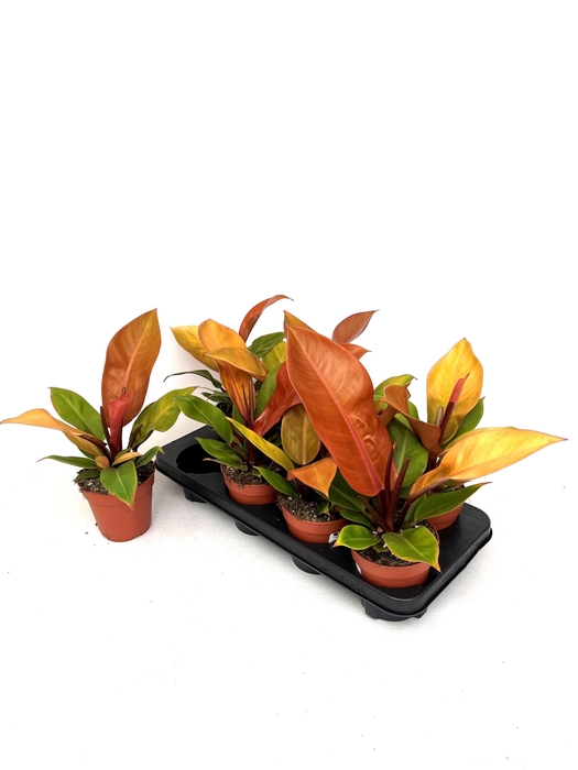 <h4>PHIL PRIN OF ORANGE</h4>