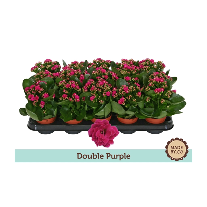 <h4>Kalanchoë Double Purple - no sleeve</h4>