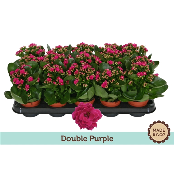 Kalanchoë Double Purple - no sleeve