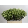 Limonium sinensis China Lemon