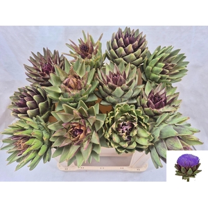 CYNARA SCOLYMUS GREEN GLOBE CYNARA