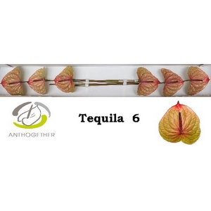 Anth A Tequila 13 cm X6 Oosterzon