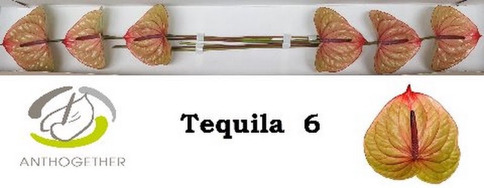 <h4>Anth A Tequila 13 cm X6 Oosterzon</h4>