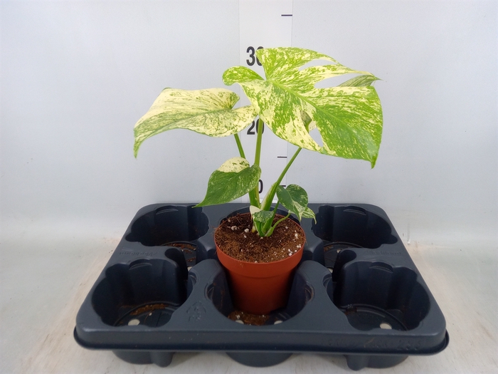 <h4>Monstera   ...</h4>