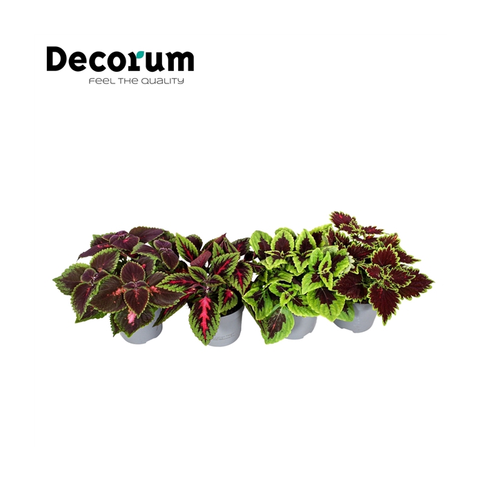<h4>Coleus minimaal 3 soorten mix Decorum</h4>