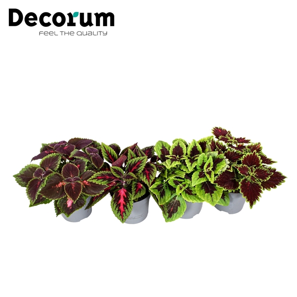 <h4>Coleus minimaal 3 soorten mix Decorum</h4>
