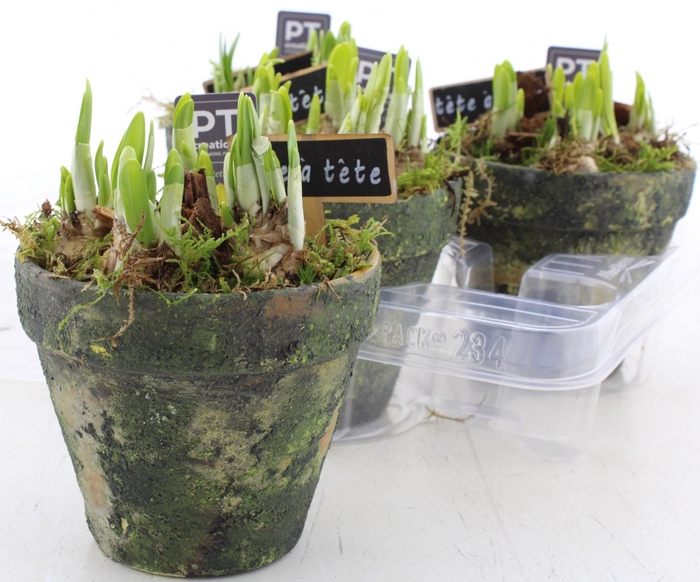 <h4>ARR N TETE A TETE</h4>