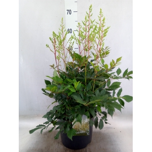 Astilbe arendsii 'Diamant'