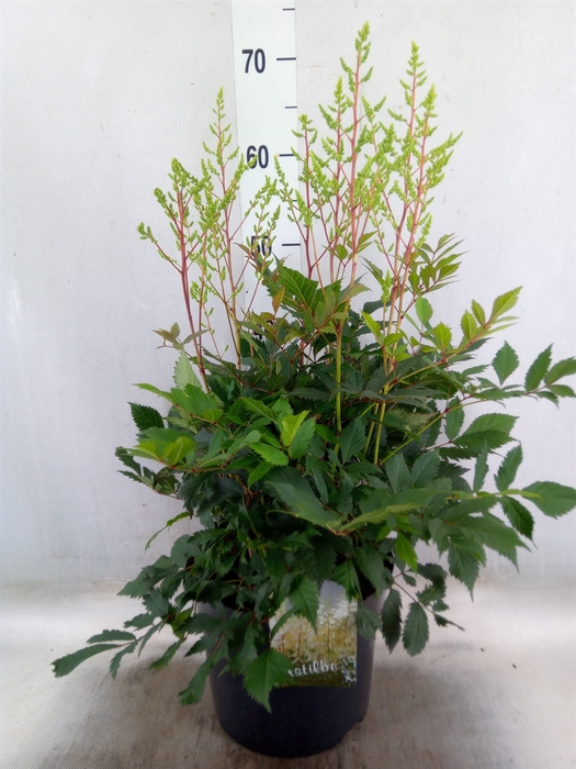 <h4>Astilbe arendsii 'Diamant'</h4>