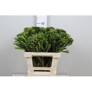 Kaaps Brunia Albiflora