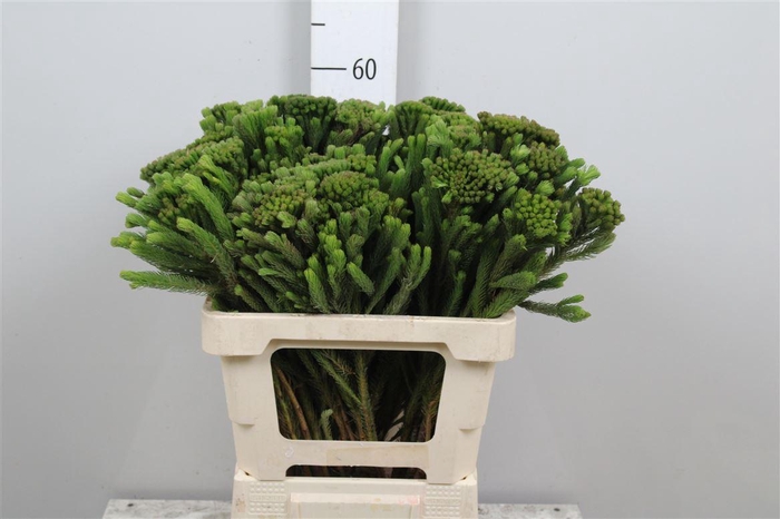 <h4>Kaaps Brunia Albiflora</h4>