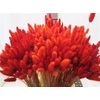 Deco Lagurus Rood