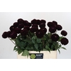 Dahlia Dark Prince