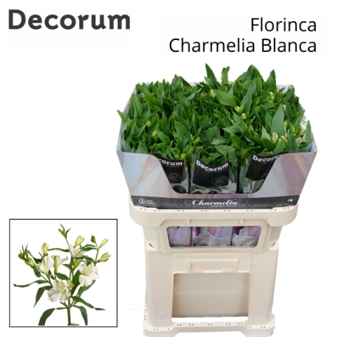 <h4>Alst Fl Charme Blanca</h4>
