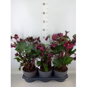 Helleborus  'Fkiss Annas Red'