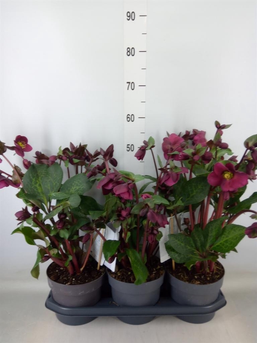 <h4>Helleborus  'Fkiss Annas Red'</h4>