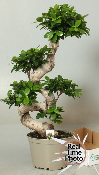 <h4>FIC MI GINSENG</h4>
