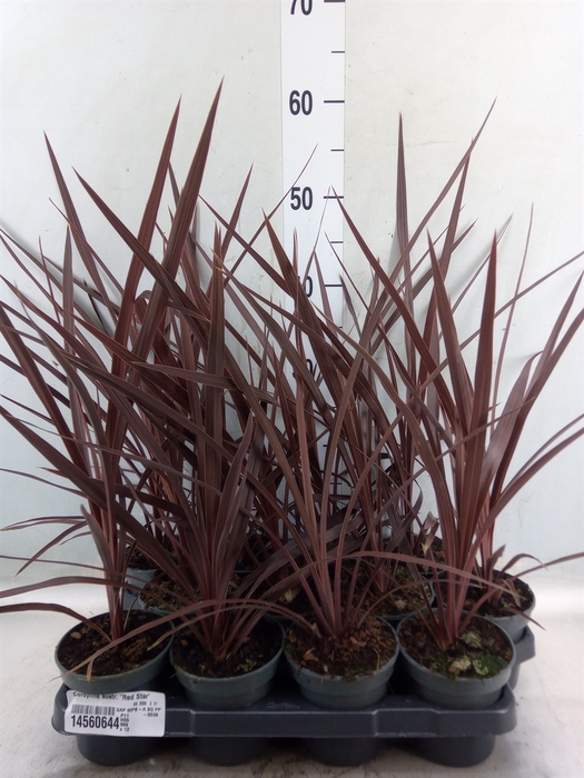 <h4>Cordyline austr. 'Red Star'</h4>