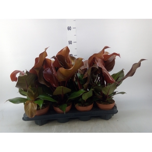 Philodendron  'Sunlight'