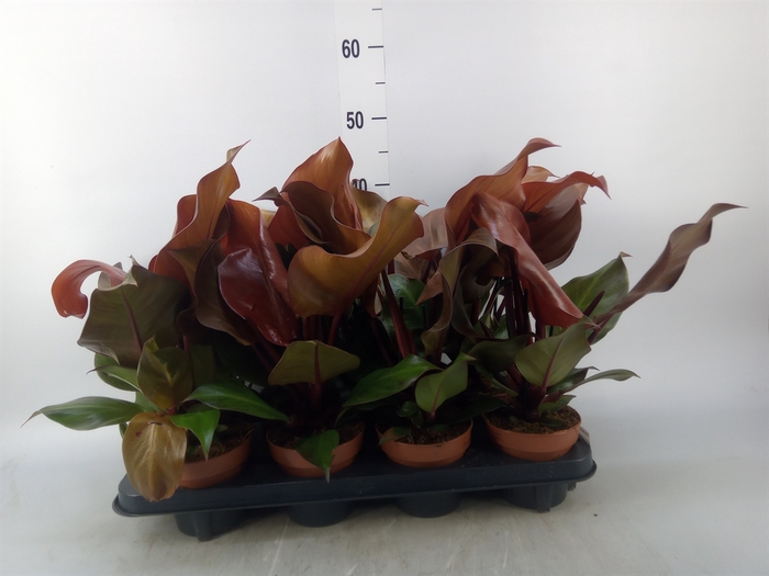 <h4>Philodendron  'Sunlight'</h4>