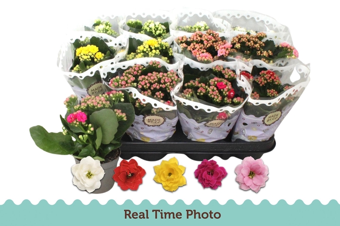 <h4>KAL GE GEM 5 KL</h4>