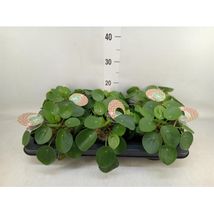 Pilea peperomioides