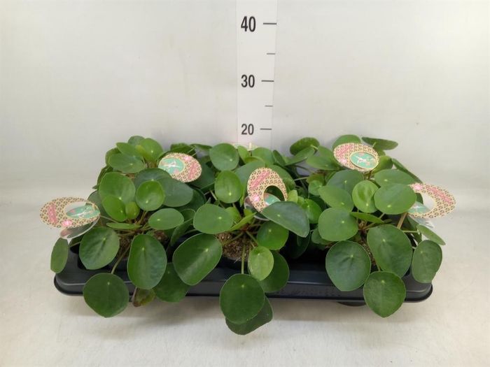 <h4>Pilea peperomioides</h4>