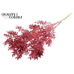 Ruscus 70cm 5 pc/bunch Bleached Burgundy (2x5 bunch/poly)