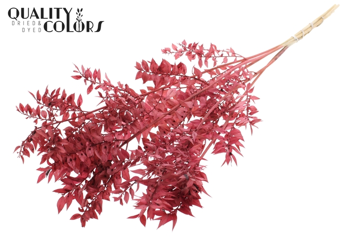 Ruscus 70cm 5 pc/bunch Bleached Burgundy (2x5 bunch/poly)