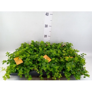 Peperomia rotundifolia