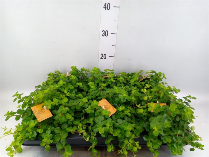 <h4>Peperomia rotundifolia</h4>