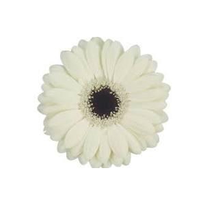 Germini Olaf Diamond