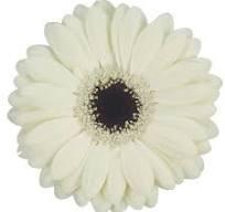 <h4>Germini Olaf Diamond</h4>