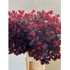 Coti C Royal Purple