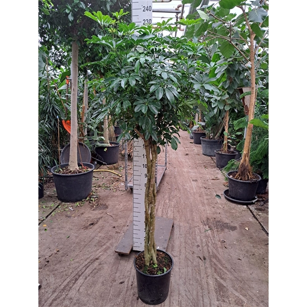 <h4>Schefflera arboricola 'Compacta' gevlochten stam 220</h4>