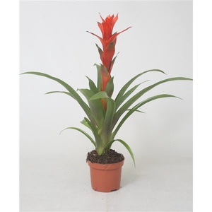 Guzmania Ostara