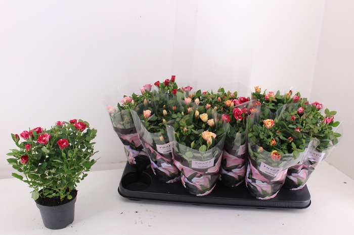 <h4>RO VICTORY GEM</h4>